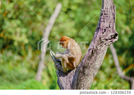 Proboscis Monkey in Borneo rainforest Sandakan Malaysia. Long-nosed monkey. It is endemic to Borneo. Proboscis Monkey in Borneo rainforest Sandakan Malaysia. Long-nosed monkey. It is endemic to Borneo. 128306239