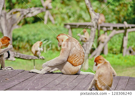 Proboscis Monkey in Borneo rainforest Sandakan Malaysia. Long-nosed monkey. It is endemic to Borneo. 128306240