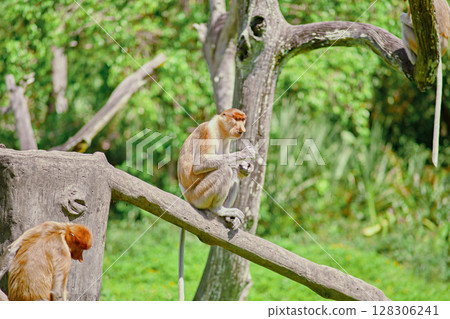 Proboscis Monkey in Borneo rainforest Sandakan Malaysia. Long-nosed monkey. It is endemic to Borneo. Proboscis Monkey in Borneo rainforest Sandakan Malaysia. Long-nosed monkey. It is endemic to Borneo. 128306241