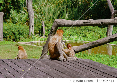 Proboscis Monkey in Borneo rainforest Sandakan Malaysia. Long-nosed monkey. It is endemic to Borneo. 128306243