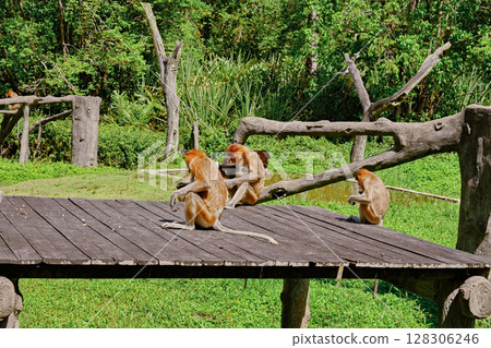 Proboscis Monkey in Borneo rainforest Sandakan Malaysia. Long-nosed monkey. It is endemic to Borneo. 128306246