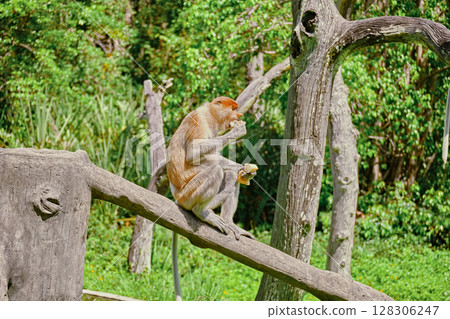 Proboscis Monkey in Borneo rainforest Sandakan Malaysia. Long-nosed monkey. It is endemic to Borneo. Proboscis Monkey in Borneo rainforest Sandakan Malaysia. Long-nosed monkey. It is endemic to Borneo. 128306247