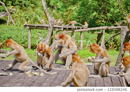 Proboscis Monkey in Borneo rainforest Sandakan Malaysia. Long-nosed monkey. It is endemic to Borneo. Proboscis Monkey in Borneo rainforest Sandakan Malaysia. Long-nosed monkey. It is endemic to Borneo. 128306248