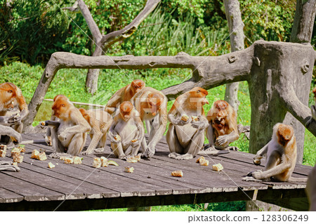 Proboscis Monkey in Borneo rainforest Sandakan Malaysia. Long-nosed monkey. It is endemic to Borneo. Proboscis Monkey in Borneo rainforest Sandakan Malaysia. Long-nosed monkey. It is endemic to Borneo. 128306249