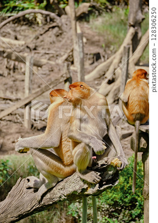 Proboscis Monkey in Borneo rainforest Sandakan Malaysia. Long-nosed monkey. It is endemic to Borneo. Proboscis Monkey in Borneo rainforest Sandakan Malaysia. Long-nosed monkey. It is endemic to Borneo. 128306250
