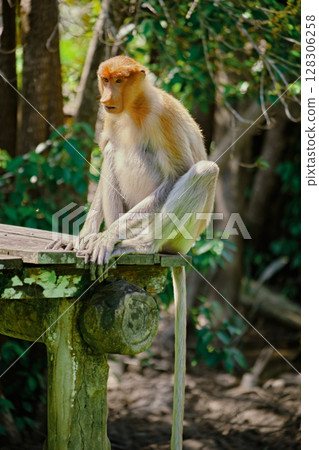 Proboscis Monkey in Borneo rainforest Sandakan Malaysia. Long-nosed monkey. It is endemic to Borneo. Proboscis Monkey in Borneo rainforest Sandakan Malaysia. Long-nosed monkey. It is endemic to Borneo. 128306258