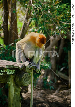 Proboscis Monkey in Borneo rainforest Sandakan Malaysia. Long-nosed monkey. It is endemic to Borneo. Proboscis Monkey in Borneo rainforest Sandakan Malaysia. Long-nosed monkey. It is endemic to Borneo. 128306264