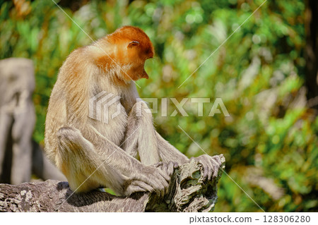 Proboscis Monkey in Borneo rainforest Sandakan Malaysia. Long-nosed monkey. It is endemic to Borneo. Proboscis Monkey in Borneo rainforest Sandakan Malaysia. Long-nosed monkey. It is endemic to Borneo. 128306280