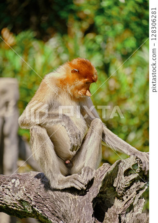 Proboscis Monkey in Borneo rainforest Sandakan Malaysia. Long-nosed monkey. It is endemic to Borneo. Proboscis Monkey in Borneo rainforest Sandakan Malaysia. Long-nosed monkey. It is endemic to Borneo. 128306281