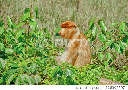Proboscis Monkey in Borneo rainforest Sandakan Malaysia. Long-nosed monkey. It is endemic to Borneo. Proboscis Monkey in Borneo rainforest Sandakan Malaysia. Long-nosed monkey. It is endemic to Borneo. 128306297