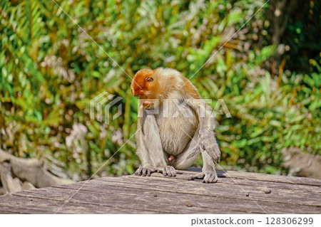 Proboscis Monkey in Borneo rainforest Sandakan Malaysia. Long-nosed monkey. It is endemic to Borneo. Proboscis Monkey in Borneo rainforest Sandakan Malaysia. Long-nosed monkey. It is endemic to Borneo. 128306299