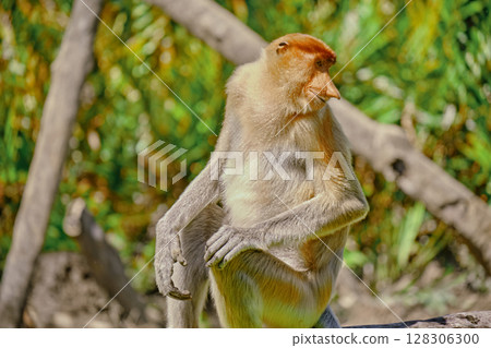 Proboscis Monkey in Borneo rainforest Sandakan Malaysia. Long-nosed monkey. It is endemic to Borneo. Proboscis Monkey in Borneo rainforest Sandakan Malaysia. Long-nosed monkey. It is endemic to Borneo. 128306300