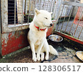 Sitting white dog 128306517