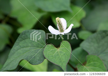 White flowers of Dokudami White flowers of Dokudami 128306609