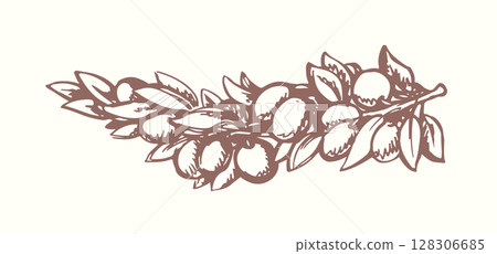 Vector drawing. Olive branch with fruits Vector drawing. Olive branch with fruits 128306685