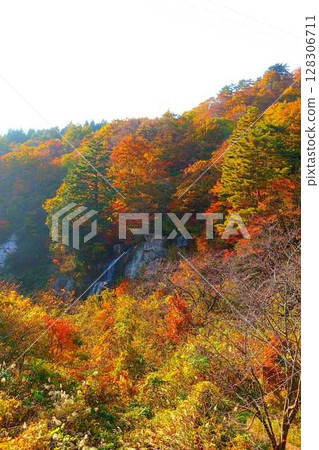 重城山 紅葉川溪谷 紅葉 黃葉 富士花瀑布 128306711