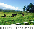 Cattle being grazed 128306714