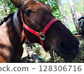 Horse  128306716