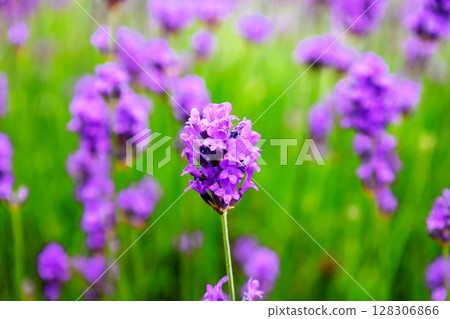 薰衣草花 128306866
