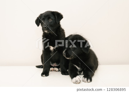 Two Adorable Puppies Sitting Together 128306895