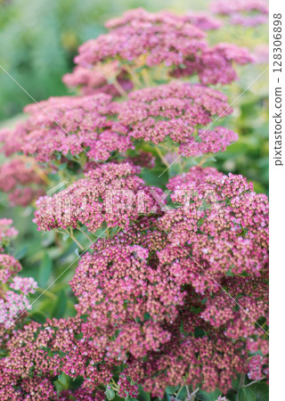Pink Sedum Flowers in a Garden, Close-up of Hylotelephium spectabile Pink Sedum Flowers in a Garden, Close-up of Hylotelephium spectabile 128306898