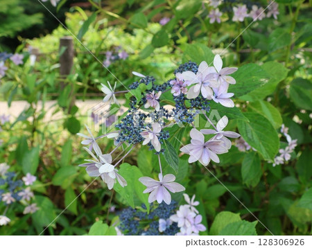 莫內的夏日池塘:繡球花 莫內的夏日池塘:繡球花 128306926