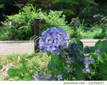 莫內的夏日池塘:繡球花 莫內的夏日池塘:繡球花 128306927