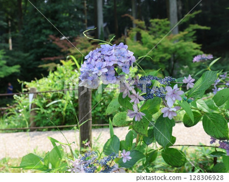 莫內的夏日池塘:繡球花 莫內的夏日池塘:繡球花 128306928