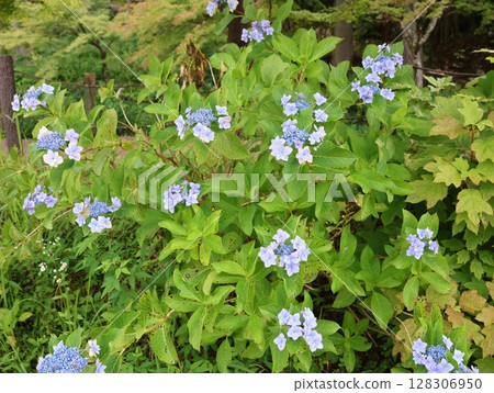 莫內的夏日池塘:繡球花 莫內的夏日池塘:繡球花 128306950