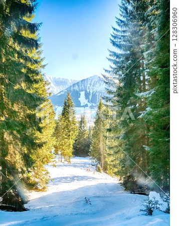 A snowy forest with a path through it A snowy forest with a path through it 128306960