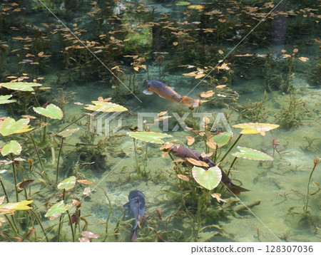 Monet's Pond in Summer: Water Lilies 128307036