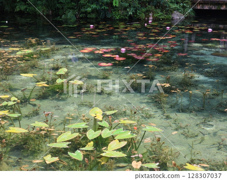 Monet's Pond in Summer: Water Lilies 128307037
