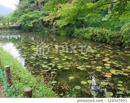 Monet's Pond in Summer: Water Lilies Monet's Pond in Summer: Water Lilies 128307091