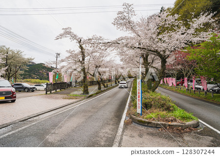 Scenery of the cherry blossom tunnel on Ieyama in Kawane-cho, Shimada City (Shizuoka Prefecture) 128307244