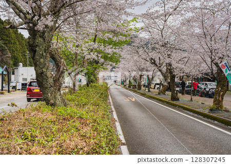 Scenery of the cherry blossom tunnel on Ieyama in Kawane-cho, Shimada City (Shizuoka Prefecture) 128307245