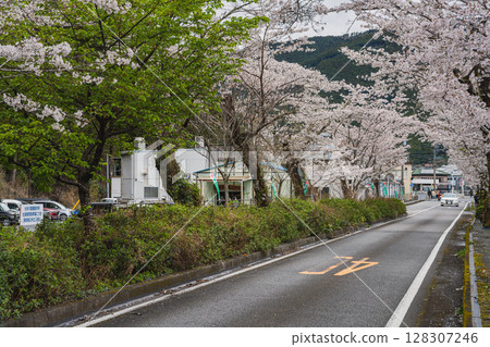 Scenery of the cherry blossom tunnel on Ieyama in Kawane-cho, Shimada City (Shizuoka Prefecture) 128307246