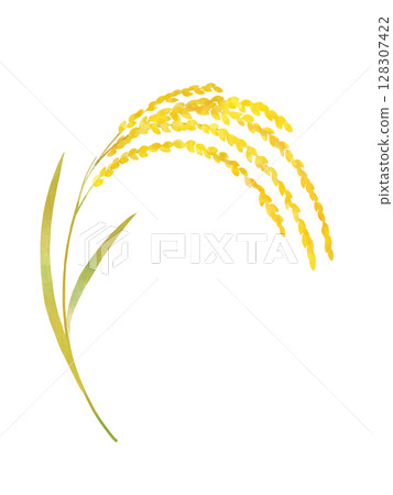 金穗水稻水彩畫 128307422