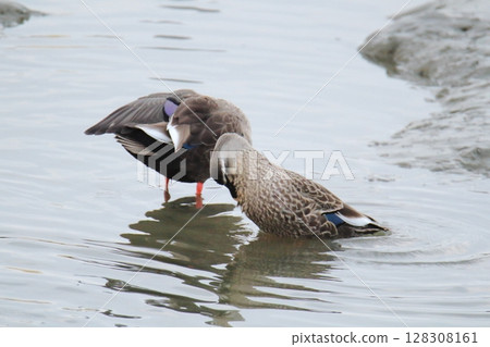 Arao City Port Wild Birds, 128308161