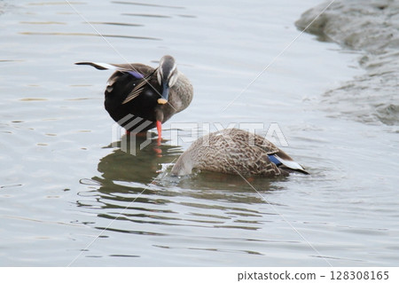 Arao City Port Wild Birds, Arao City Port Wild Birds, 128308165