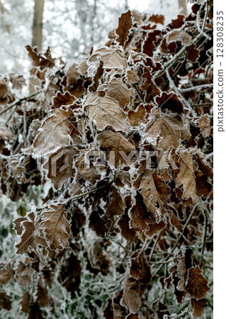 Winter landscape background 128308235