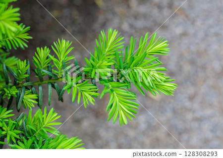 Sprouts of Japanese yew that sprouted in early summer 128308293