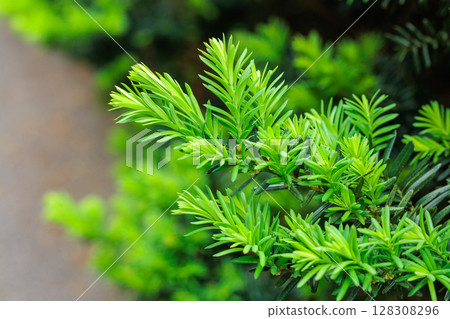 Sprouts of Japanese yew that sprouted in early summer Sprouts of Japanese yew that sprouted in early summer 128308296