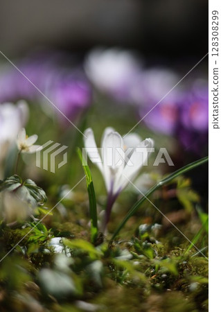 A white flower is the main focus of the image A white flower is the main focus of the image 128308299