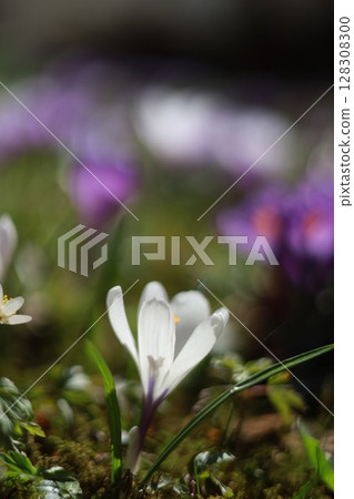 A white flower is the main focus of the image 128308300