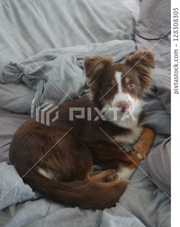 A brown and white dog is laying on a bed 128308305