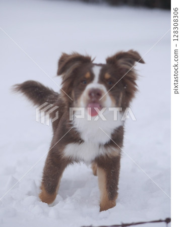 A brown and white dog is standing in the snow with its tongue out 128308306