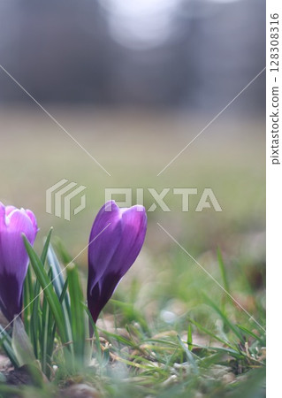 Two purple flowers are in a field of grass 128308316