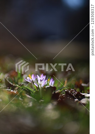 A purple flower is the main focus of the image 128308317