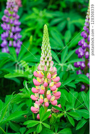 Beautiful pink lupine flowers blooming in forest park 128308339