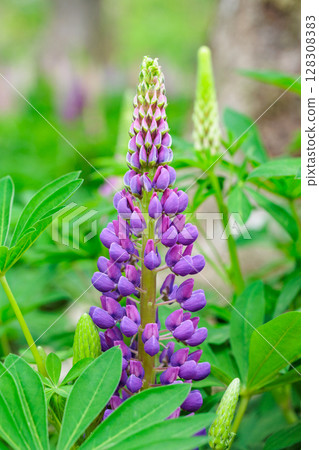 Beautiful blooming purple lupine flowers in forest park Beautiful blooming purple lupine flowers in forest park 128308383